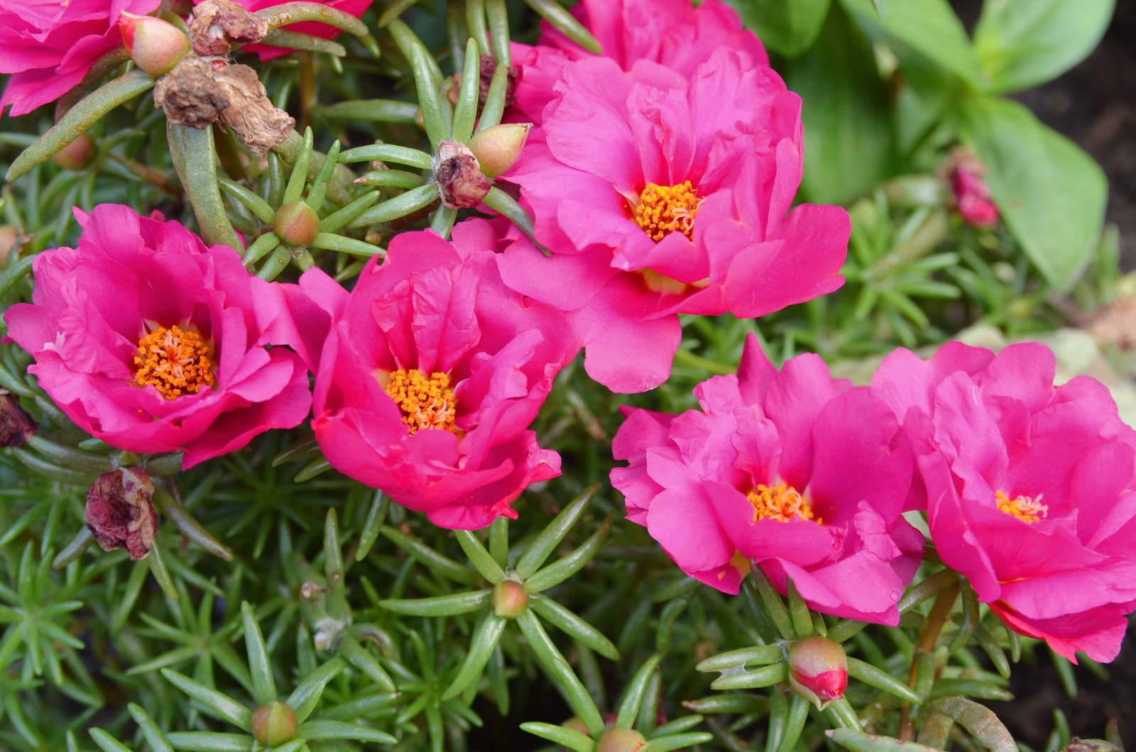 100 PINK PORTULACA Grandiflora / MOSS ROSE Flower Seeds *Flat S/H
