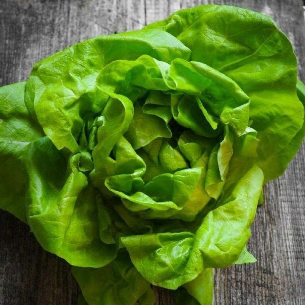 Tom Thumb Butterhead Lettuce Seeds | Lactuca Buttercrunch Bibb Leaf Greens 2024