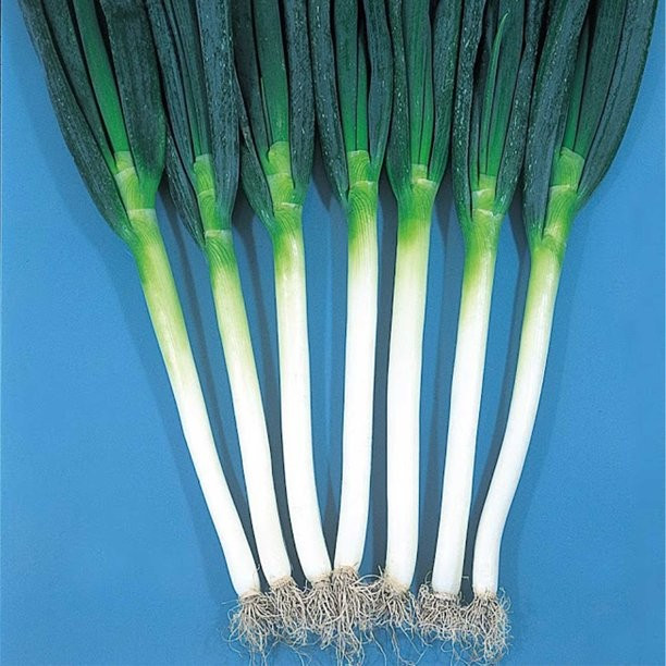 500+ Ishikura Winter Long Onion Seeds — Bunching