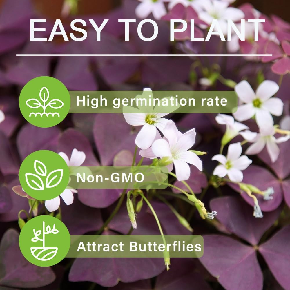 12+ Purple Oxalis Triangularis Bulb Flowers for Planting Indoors or Outdoors-Sha