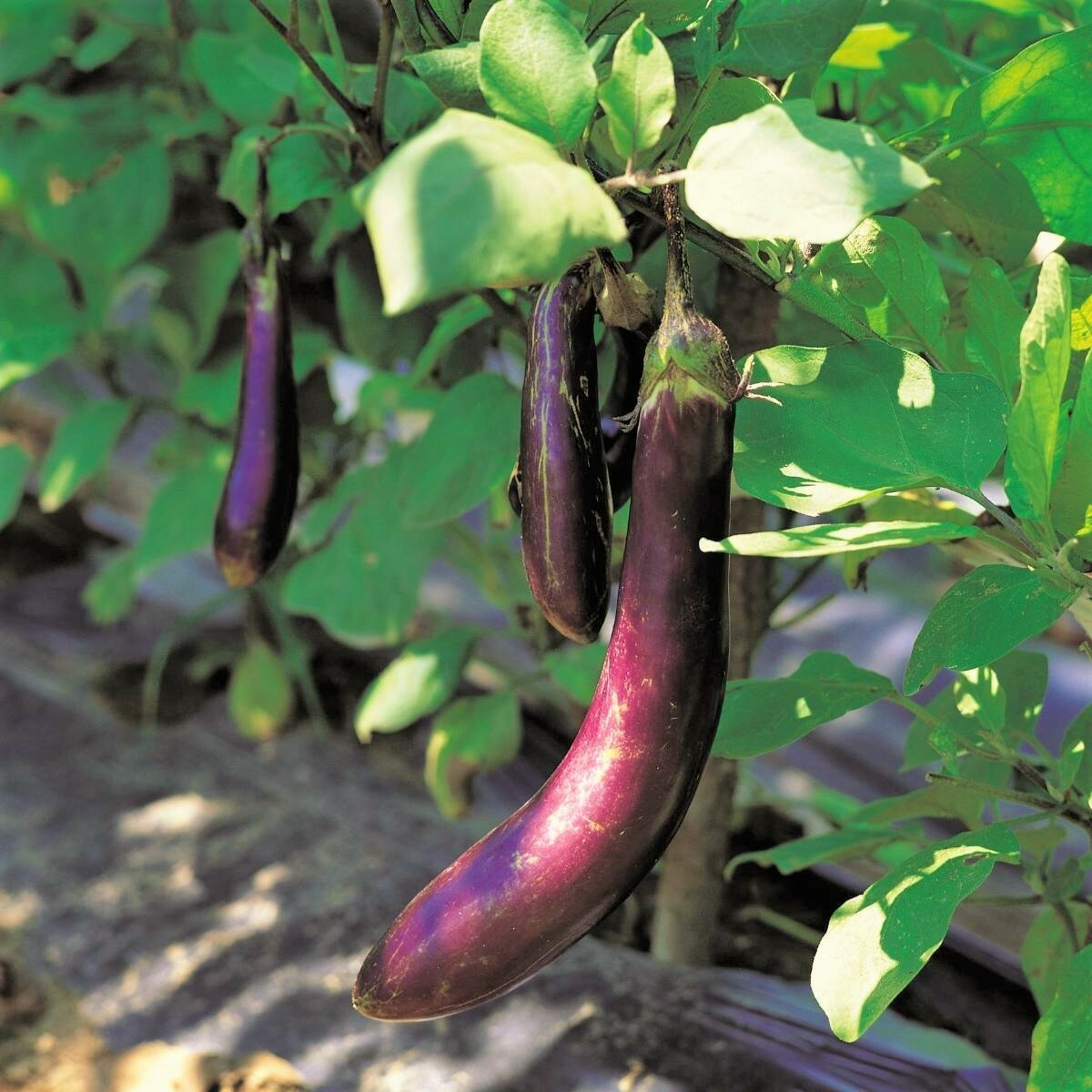 Long Purple Eggplant Seeds | Italian Heirloom Aubergine Brinjal Squash Seed 2024