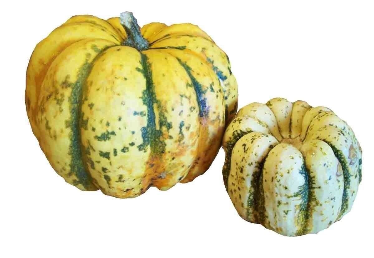SWEET SQUASH SPRING VEGETABLE TASTY 20 SEEDS PUMPKIN TASTY HEIRLOOM NON-GMO USA