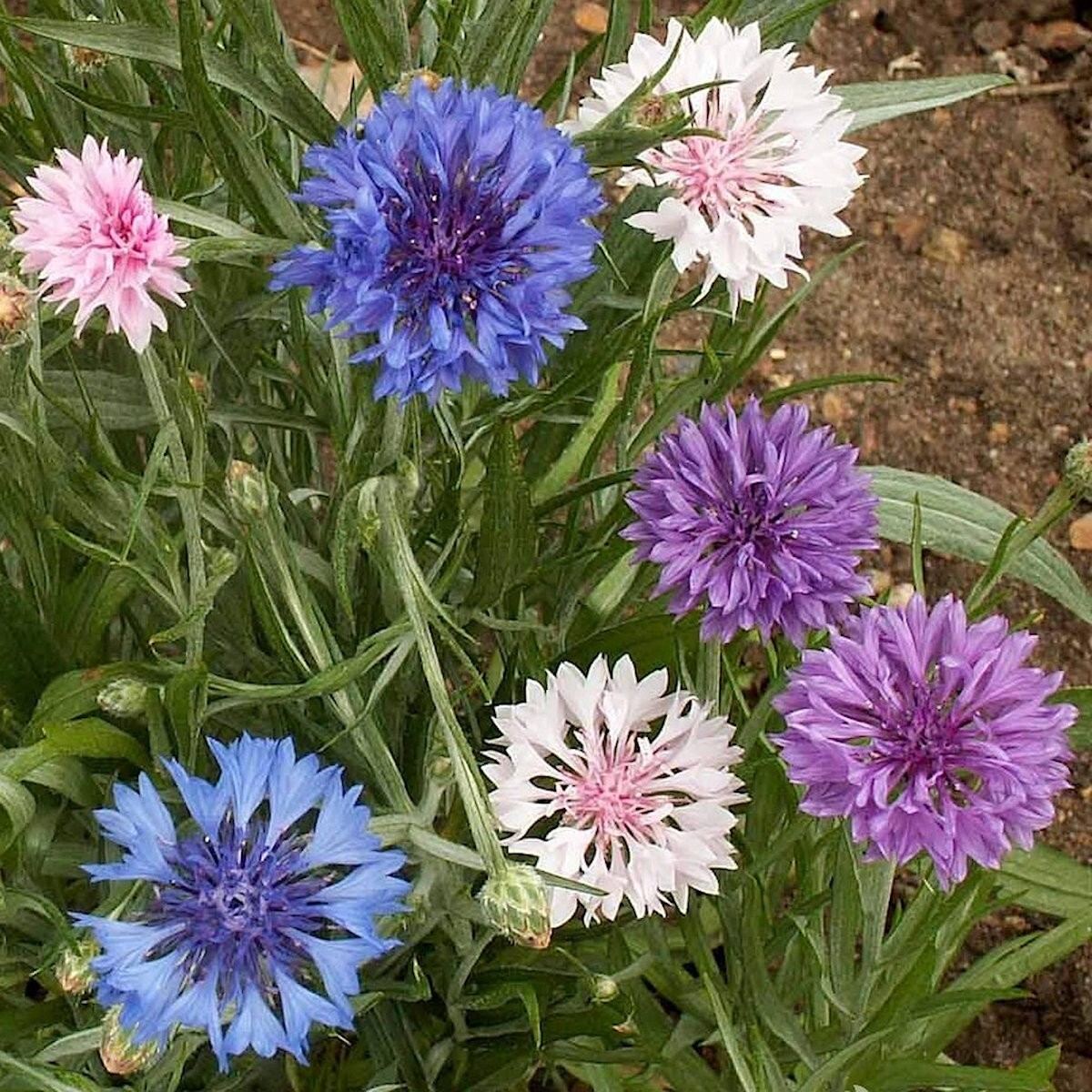 1 Lb Tall Mixed Bachelor Button Cornflower Wildflower Seeds – Everwilde Farms