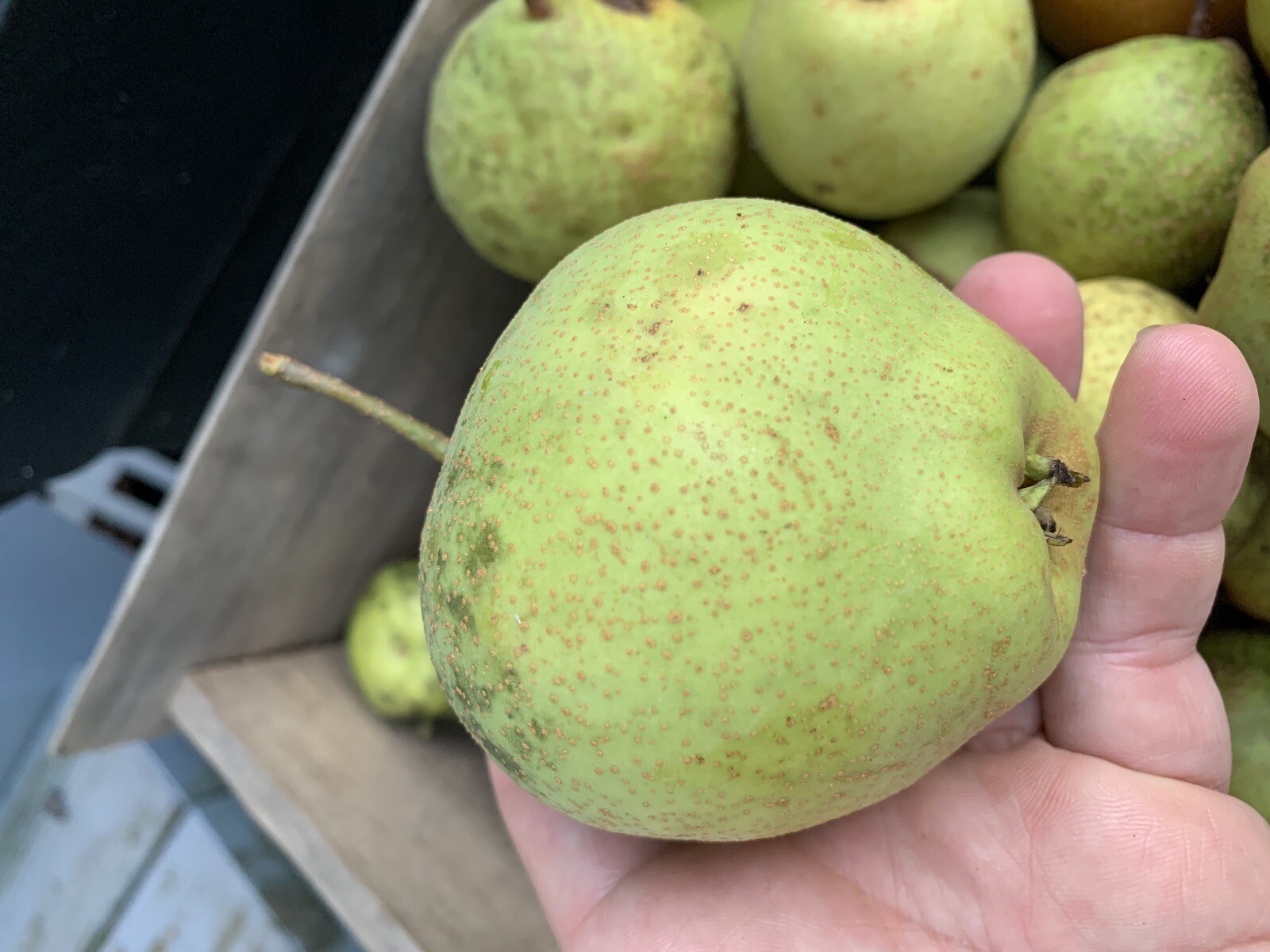 2-3 ft tall Shin Li Asian hybrid pear tree, grafted plant 2 year old