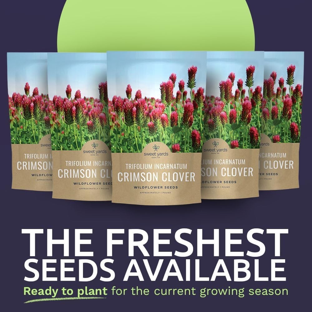 Crimson Clover Seeds for Planting – Bulk 5 Pounds – Over 400,000 Open Pollina…
