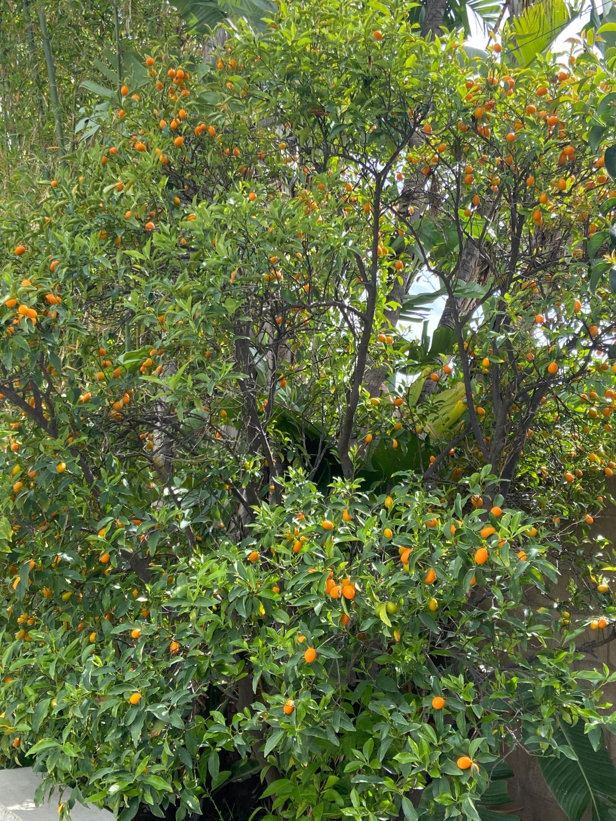 Kumquat Nagami Fruit Tree, 15 Seeds