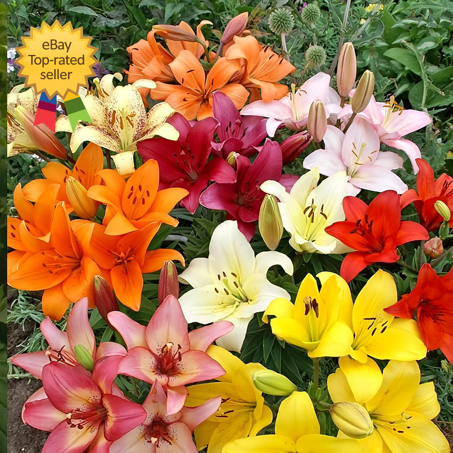 Asiatic Lilies Mix 10 Pack Flower Bulbs Perennial Garden Blooming Lily Plant Set