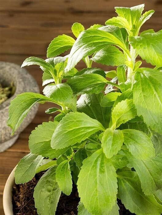 Stevia Seeds – Sweet Herb – 7 counts