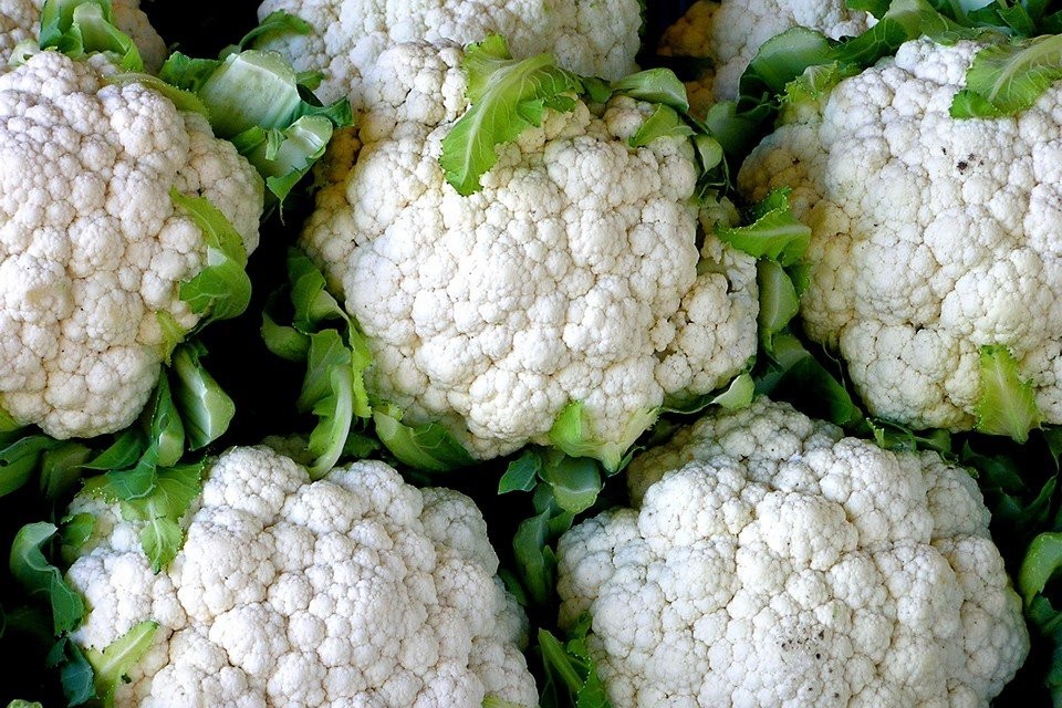 500 SNOWBALL SELF BLANCHING CAULIFLOWER SEEDS ~ heirloomseedguy ~ 2026 ~ NON-GMO