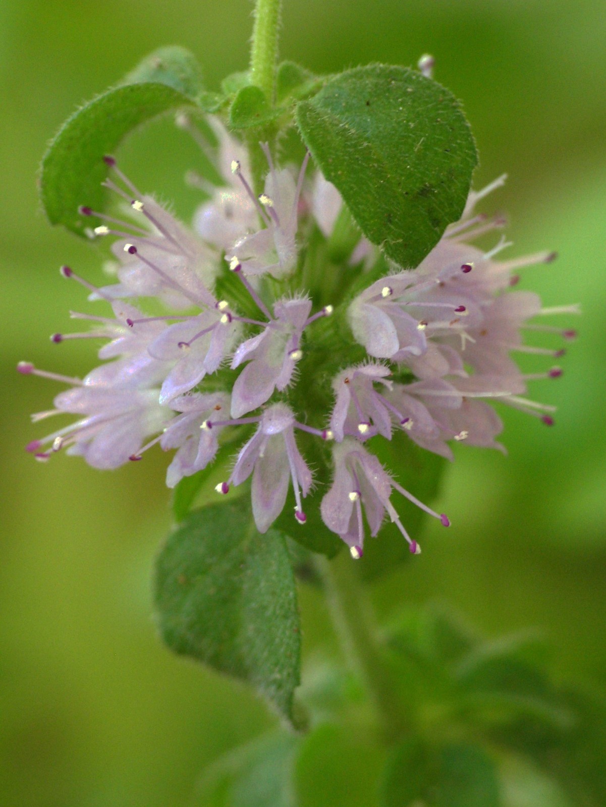 250 Pennyroyal Seeds – Mentha Pulegium – Culinary – Medicinal – Beverage – Aroma