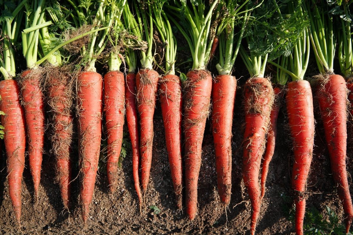 Kintoki Red Carrot Seeds – For 2025 Planting Noir Galaxy Obsidian Cosmic Dark