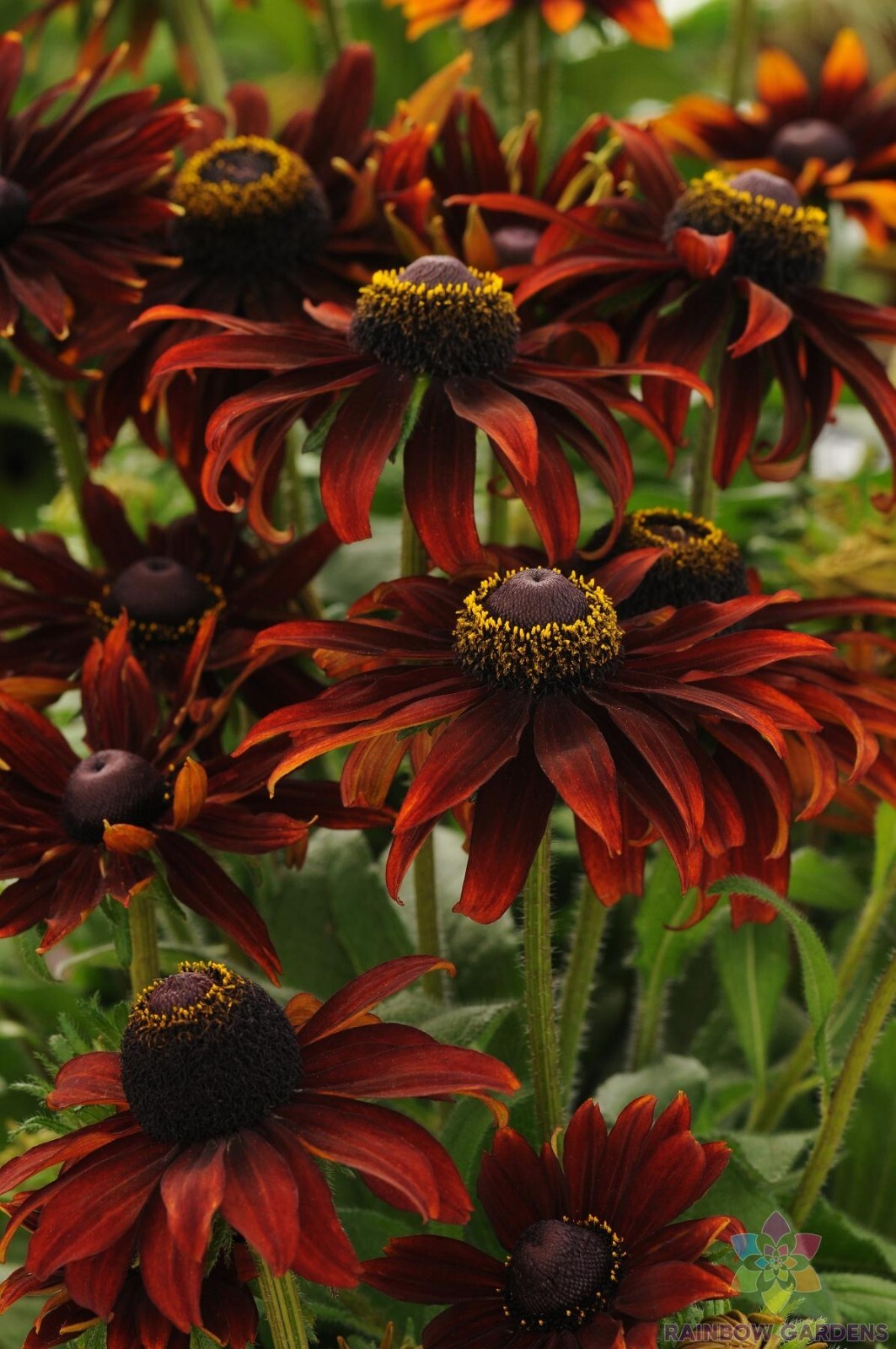 200+ Moreno Rudbeckia Seeds for Garden Planting – USA – FREE SHIPPING!