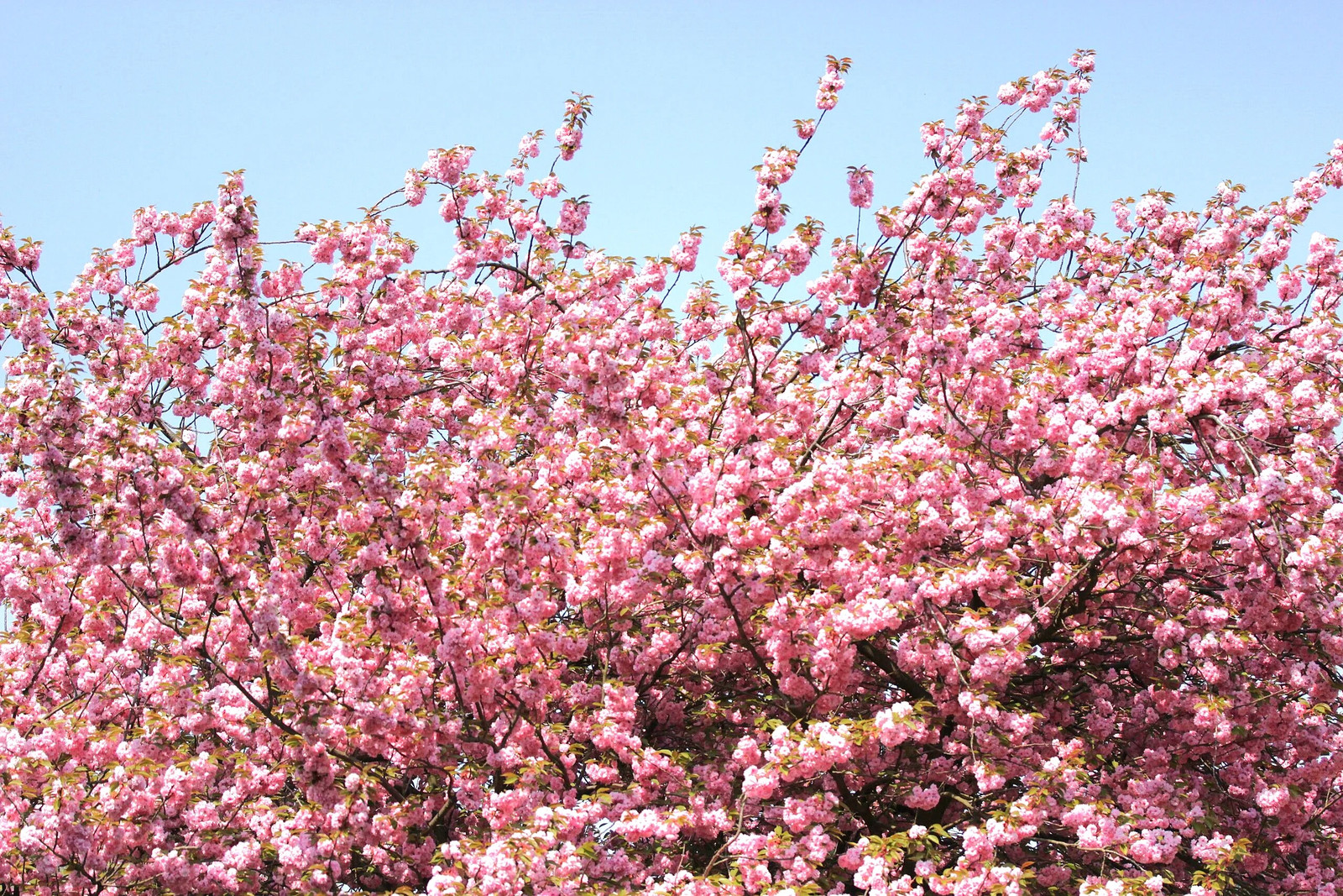 Japanese Cherry Blossom Tree Seeds – For 2026 Planting Sakura Pink Flowering