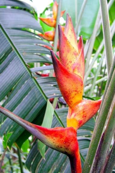 10 SPLASH (Heliconia champneiana) SEEDS Lobster Claw Flower Banana Like Rare
