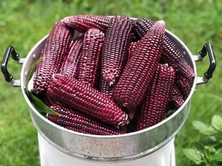 Purple Waxy Sticky Rice Corn Seeds Hạt Bắp Nếp Trắng Tím 1oz-100 Seeds Us Seller
