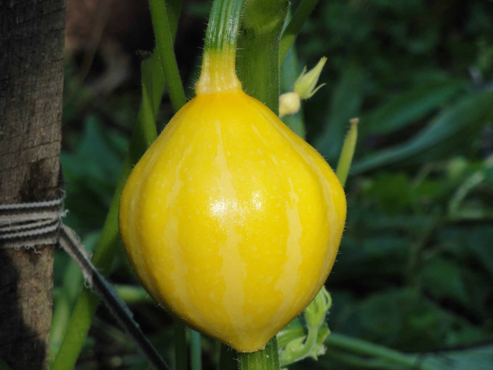 Lemon Squash 10+ Seeds Organic FRESH from 2023 Non-GMO