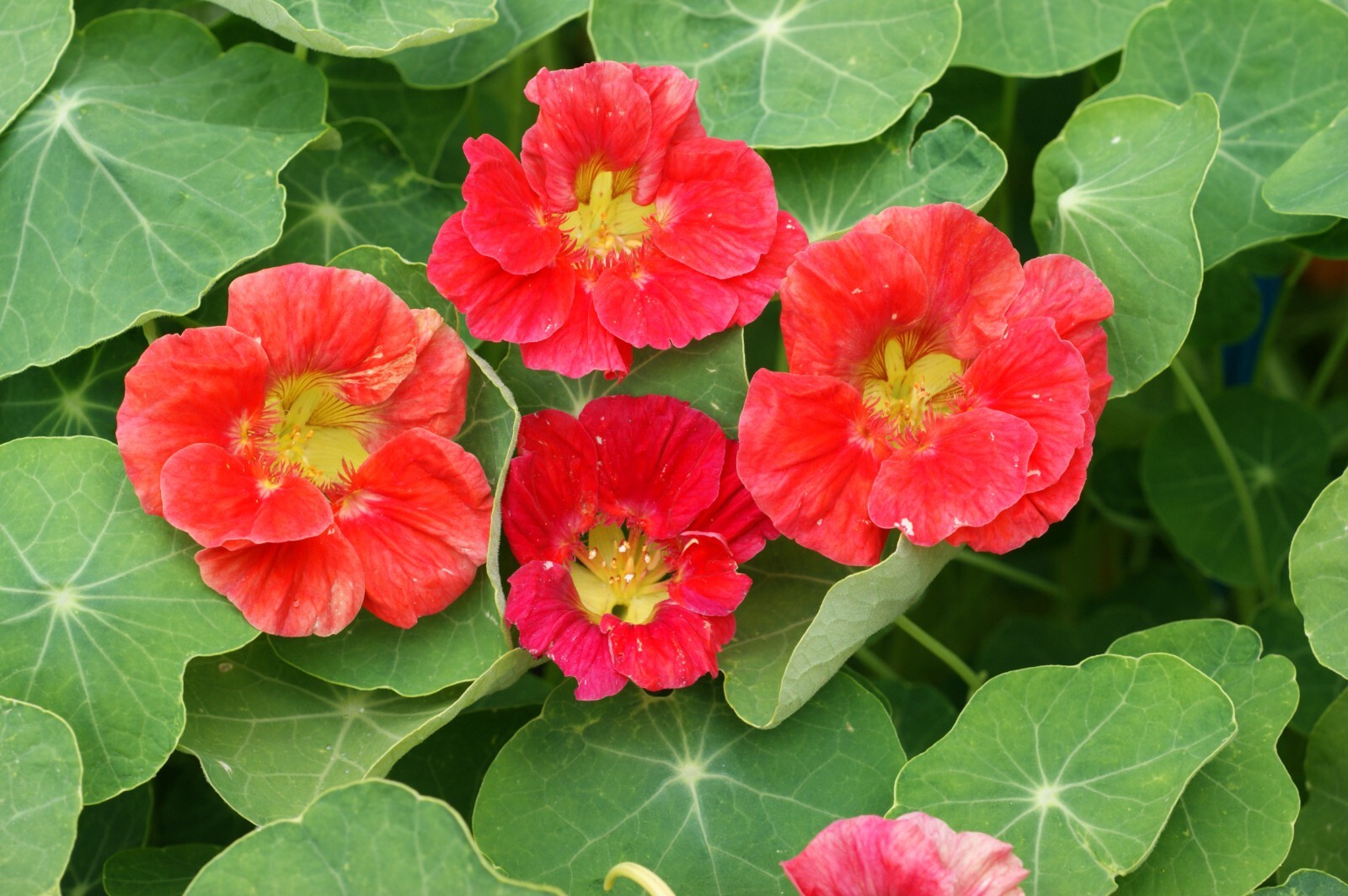 Nasturtium – Cherry Rose, 50 Seeds Per Packet, Non-GMO