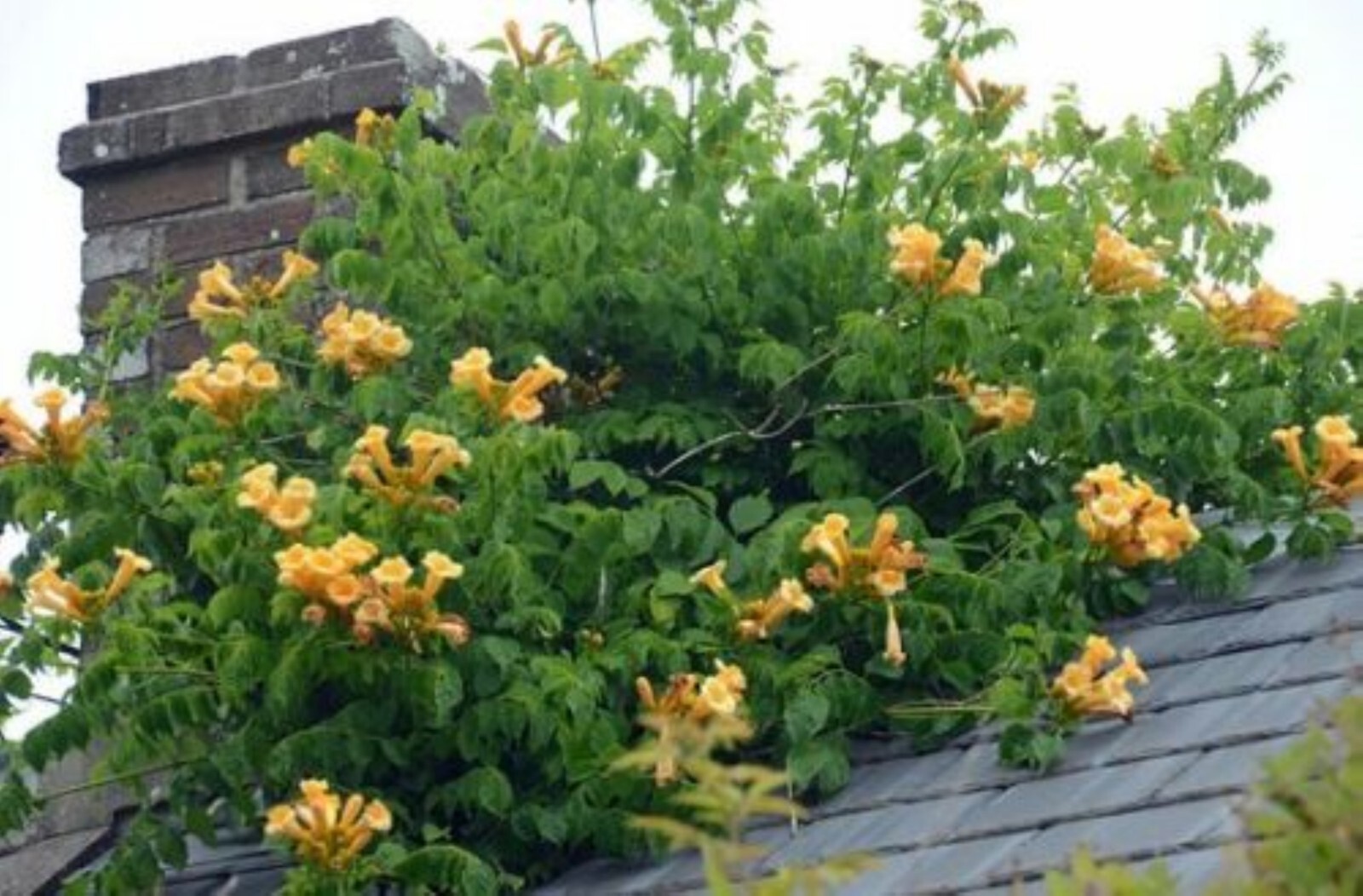 Vine CAMPSIS radicans ‘Flava’ Trumpet Creeper Yellow flowers