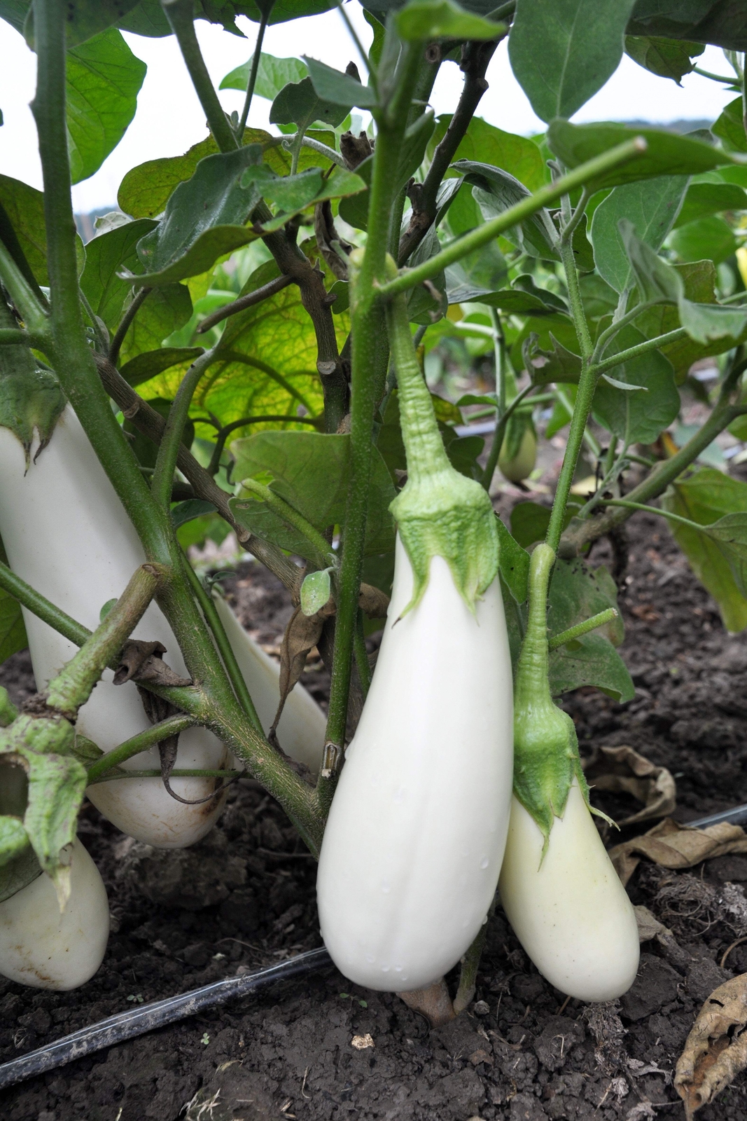 50 CASPER WHITE EGGPLANT Solanum Melongena Fruit / Vegetable Seeds *Combined S/H