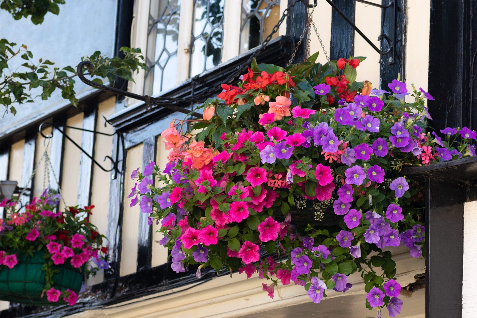 250 MIXED COLORS PETUNIA Red Pink White Purple ++ Flower Seeds *Flat S/H