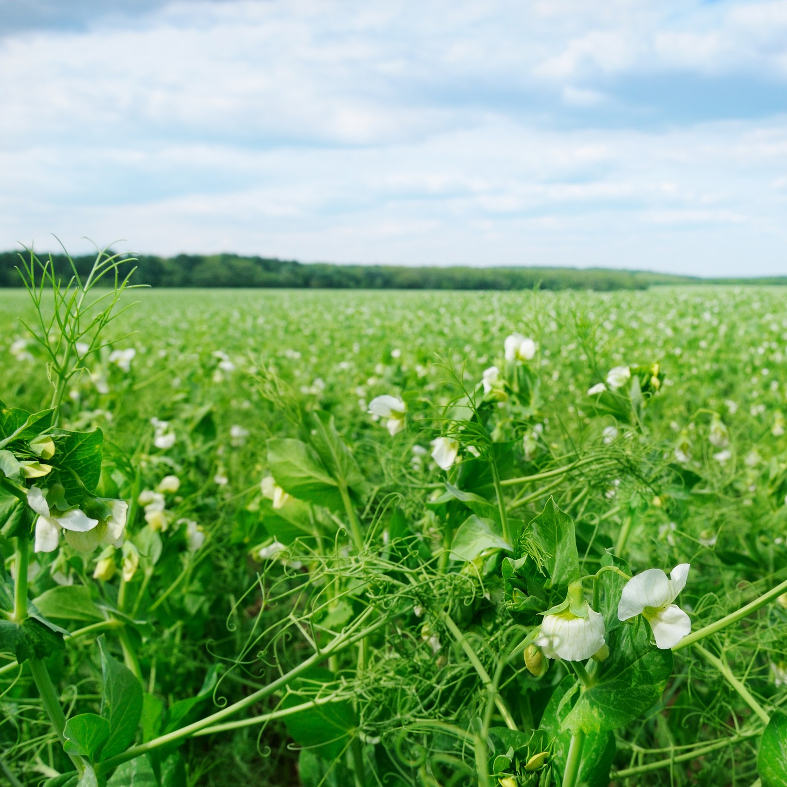5 LBS Field peas for cover crops and food plots