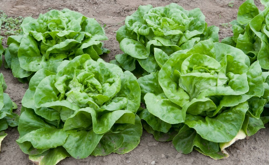 Essential Survival Kit Perfect Vegetable Garden Save Seed 5 Varieties FREE SHIP!