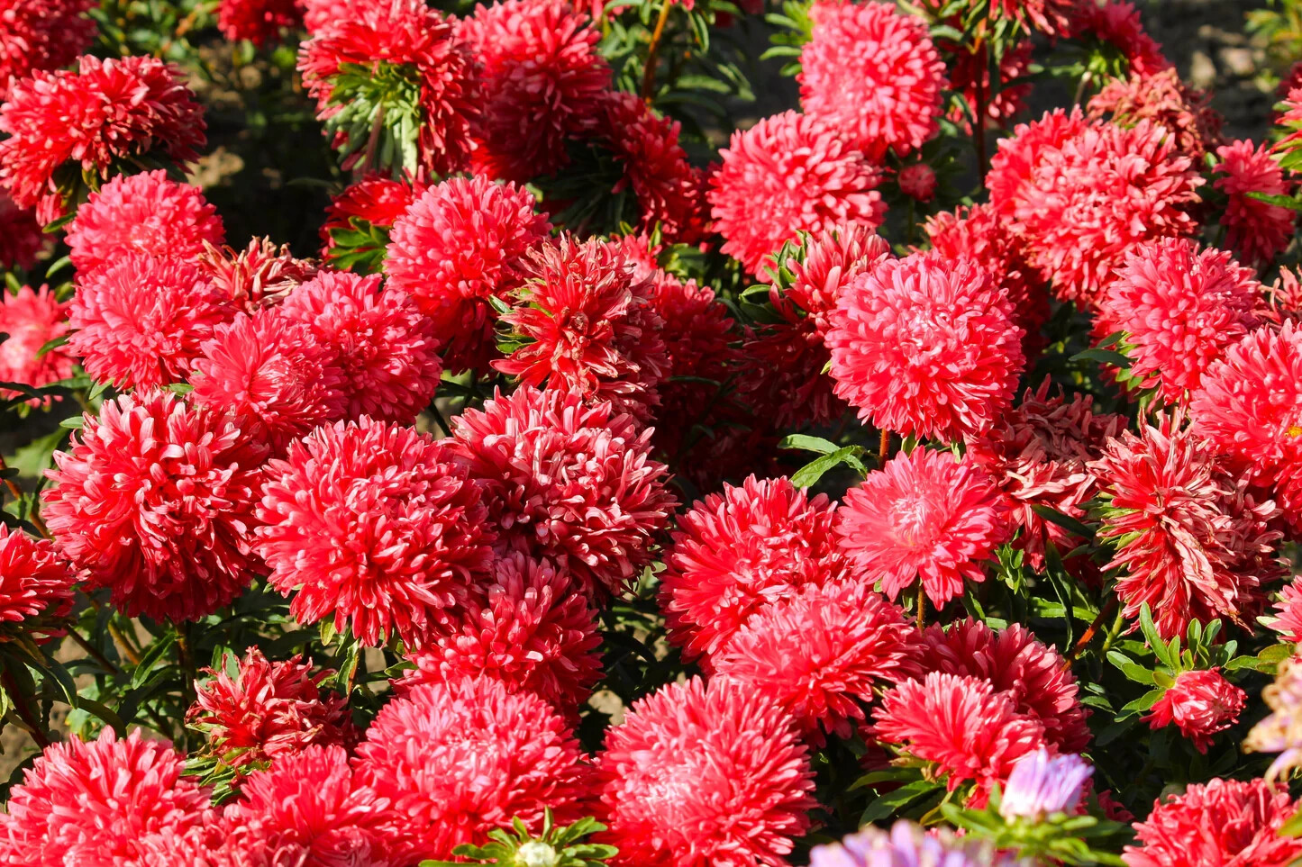 50 Seeds ASTER GREMLIN DOUBLE RED Callistephus Chinensis