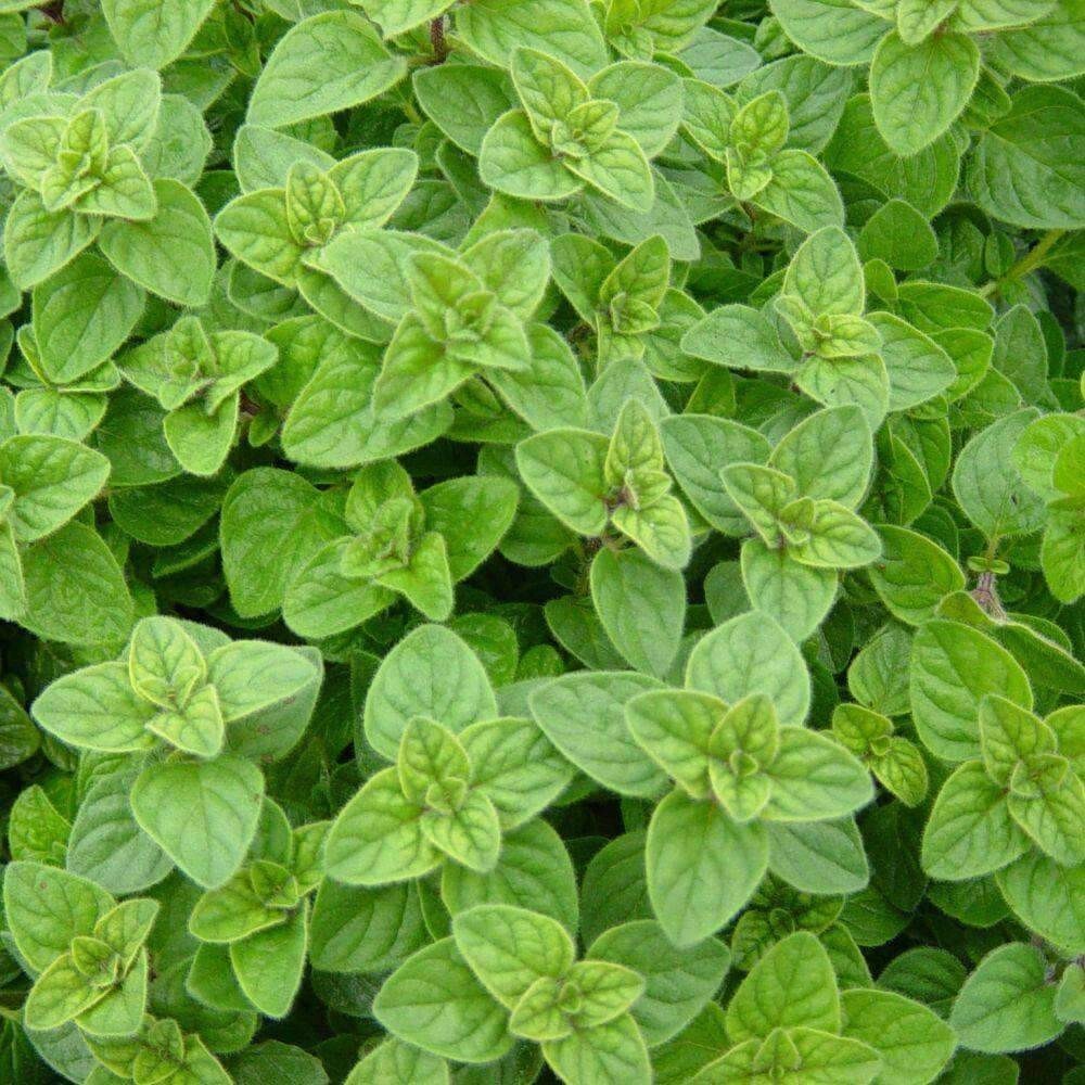 500+ ITALIAN OREGANO HERB SEEDS NON-GMO Free Shipping #51