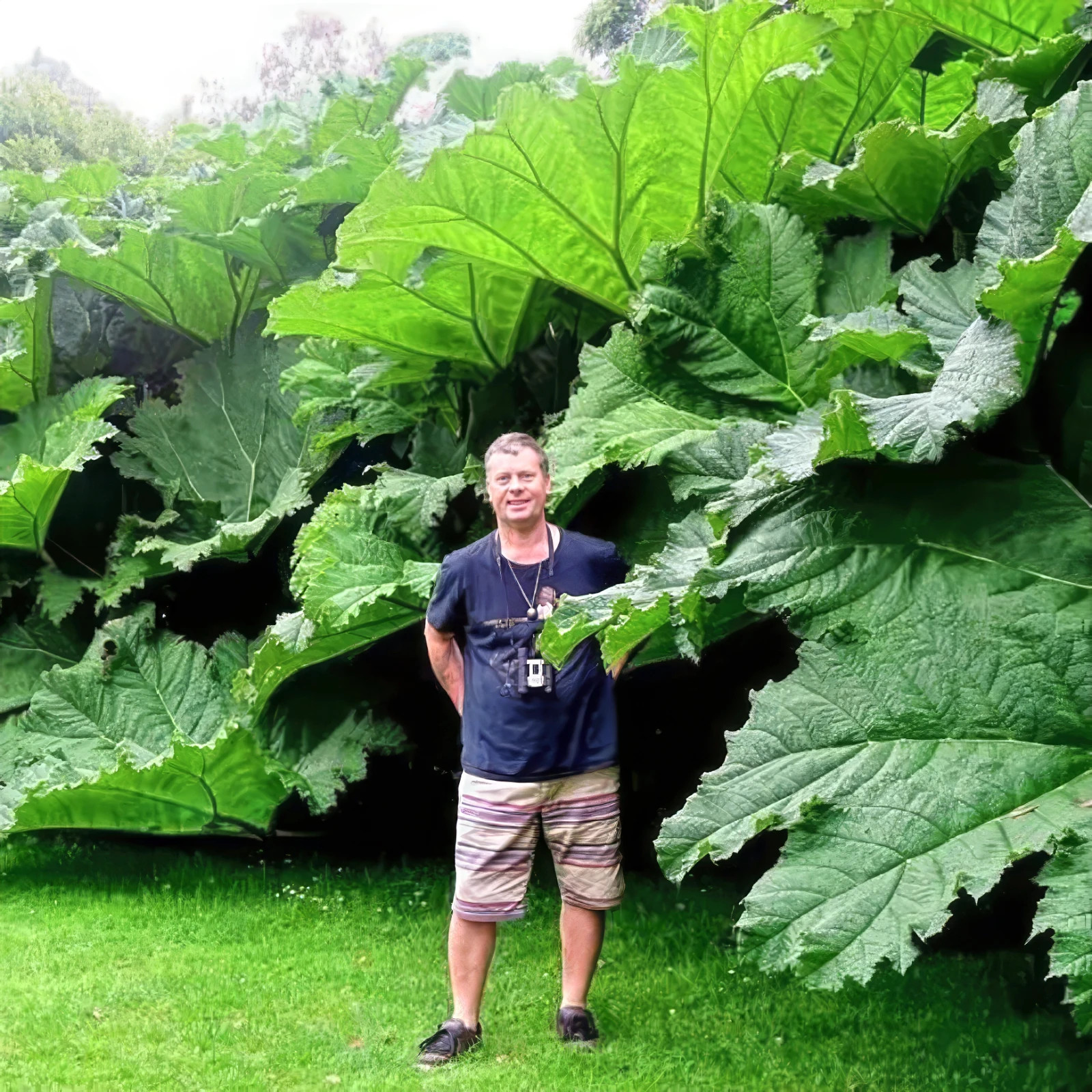 25 GUNNERA MANICATA SEEDS “Dinosaur Food” Giant Hardy Exotic Flower Plant RARE!