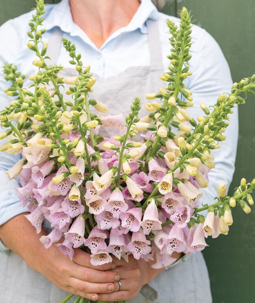 Foxglove Foxy Mix Seeds 500+ Digitalis Flower MIXED Biennial USA FREE SHIPPING