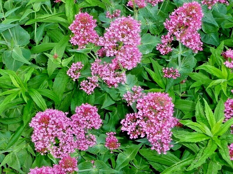 RED VALERIAN, 101 SEEDS, CENTRANTHUS RUBER, JUPITERS BEARD, EZ TO GROW