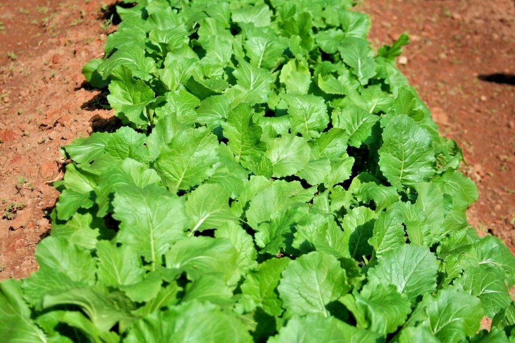 1001+SEVEN TOP TURNIP Seeds Organic Native Vegetable Garden Container Greens