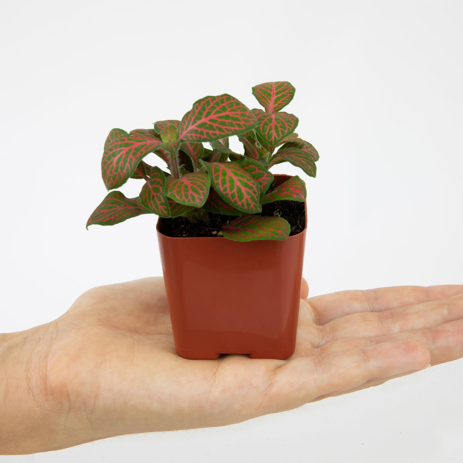 Easy to Grow Houseplants (12 Pack) Live House Plants in Plant Containers, Gro…