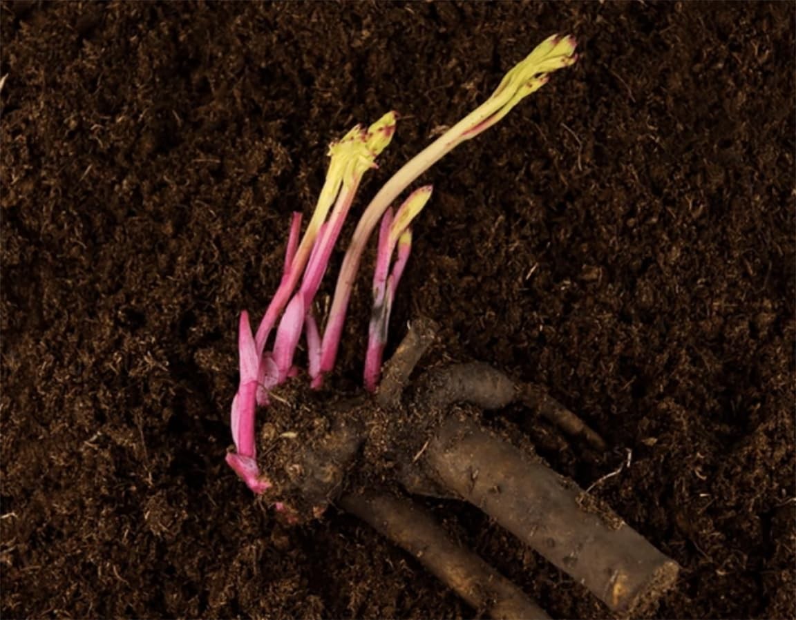 First Out – Early Double Dark Red Peony, Bare Root 3-5 Eyes, Peony Bulbs for …