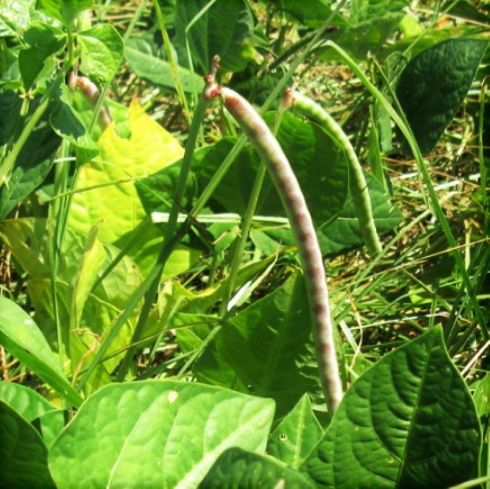 BULK Iron and Clay Cowpea Seeds | Southern Field Pea Cover Wholesale Seed 2023