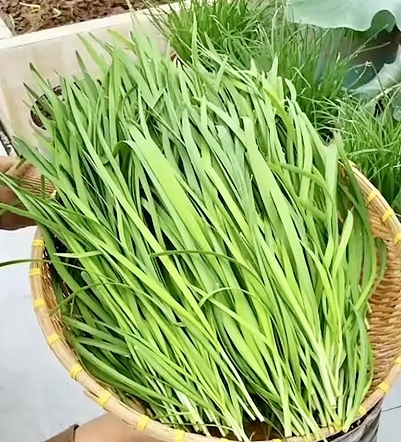 500 Garlic Chives Seeds the Strongest Fragrant Purple Roots 紫根韭菜种子(No Tracking)