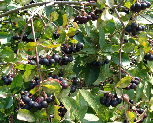 20 BLACK CHOKEBERRY SEEDS – Aronia melanocarpa