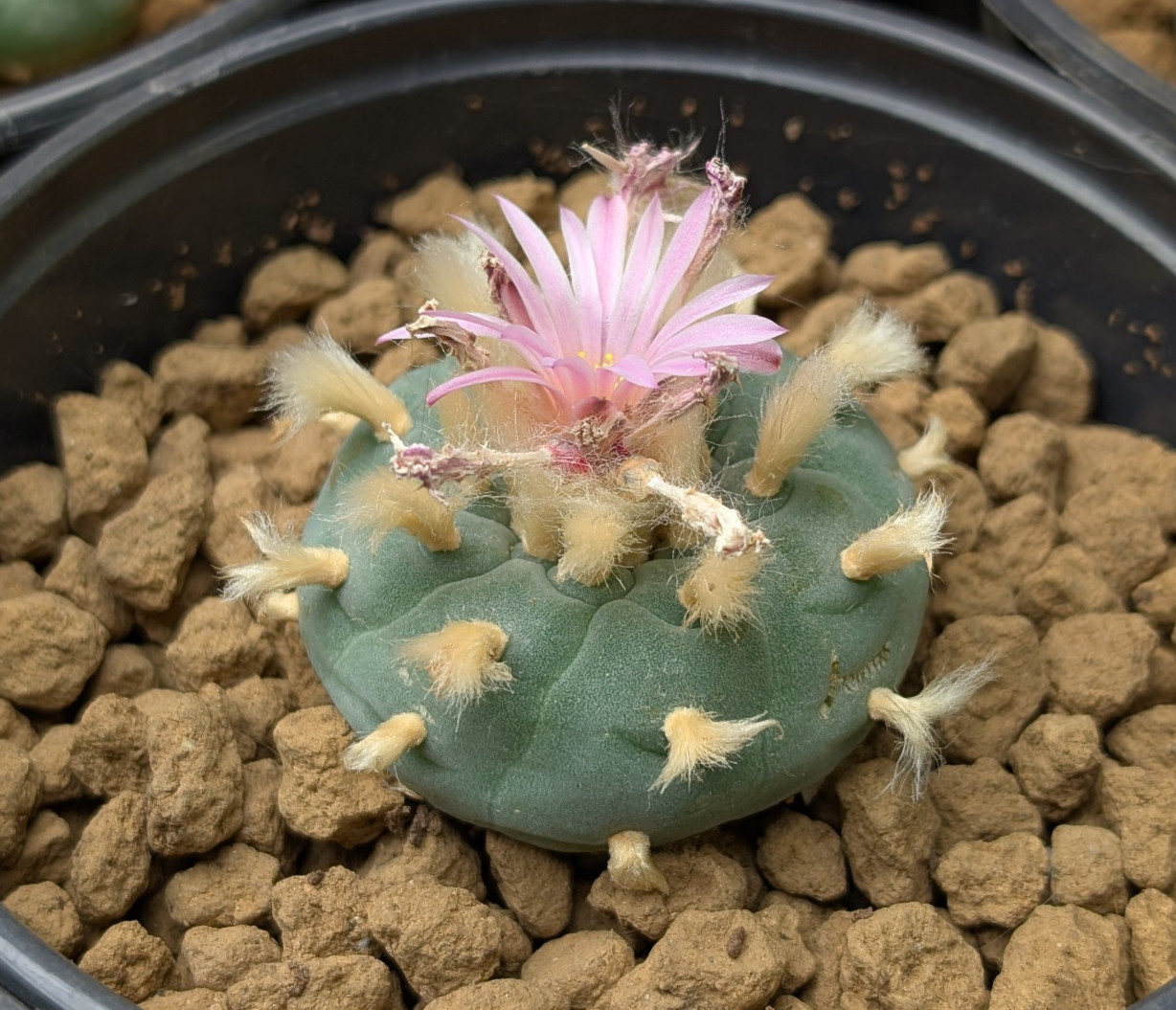 Astrophora Cactus 25 seeds (F)