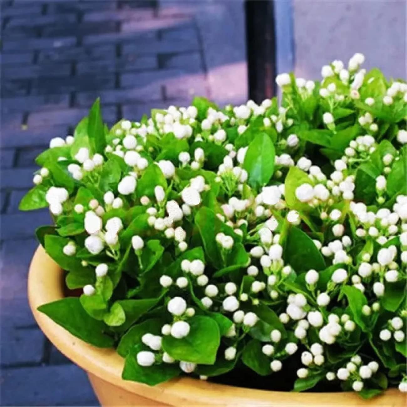 Evergreen Climbing Jasmine Flower Seeds – 100+ for All-Season Garden Elegance
