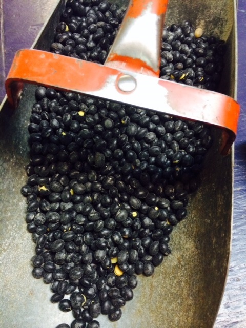 1 lb Black Laredo Forage Soybean Seeds Deer Turkey Duck Pheasant, Rabbits