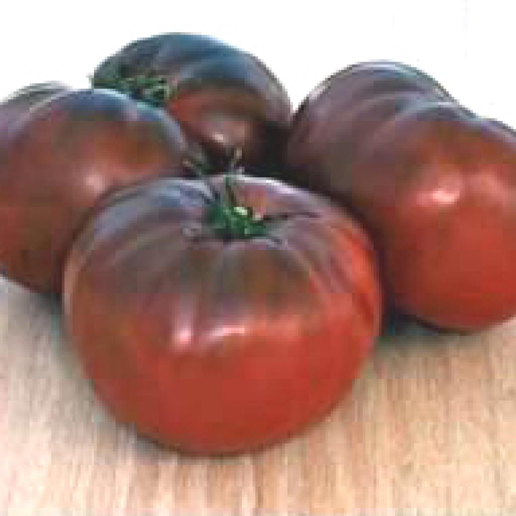 Black Brandywine Tomato, NON-GMO, Potato Leaf, Variety Sizes Sold, FREE SHIPPING
