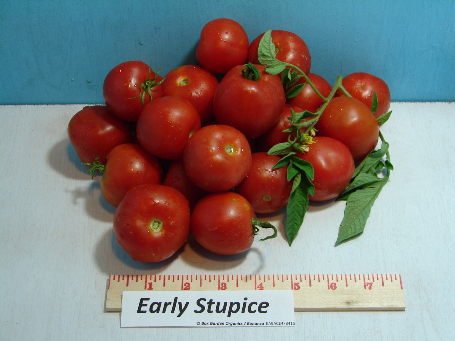 Early Stupice, Tomato