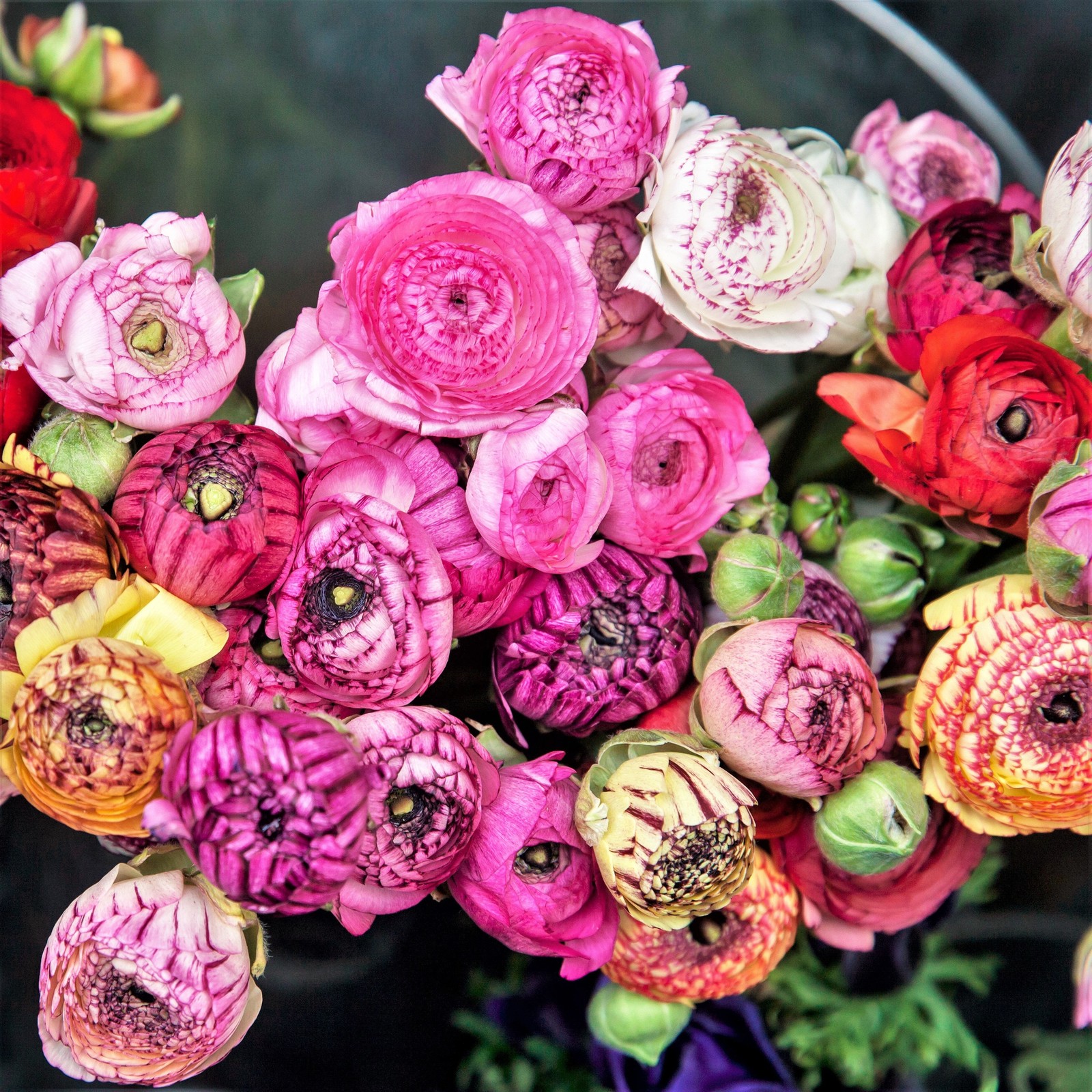 Easy to Grow Ranunculus Buttercup Flower Fields Collection 30 Plant Bulbs Spring