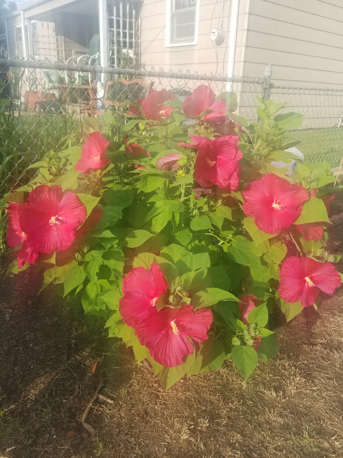 Luna Red Hardy Hibiscus PRE-STRATIFIED 25 Seeds Free Shipping.