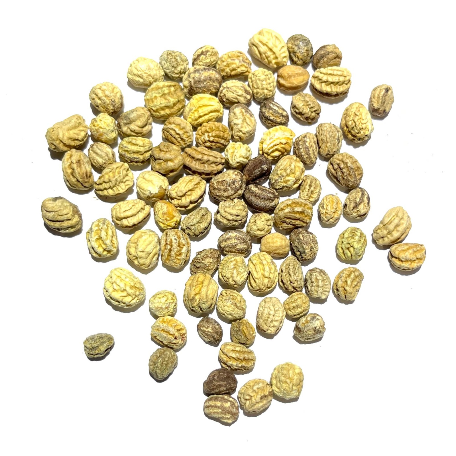 Double Gleam Nasturtium Seeds For Planting (Tropaeolum majus)