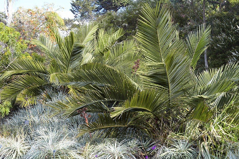 Extreme Cold Hardy 5F – Jubaea Chilensis – Chilean Wine Palm Tree – Fresh Seeds