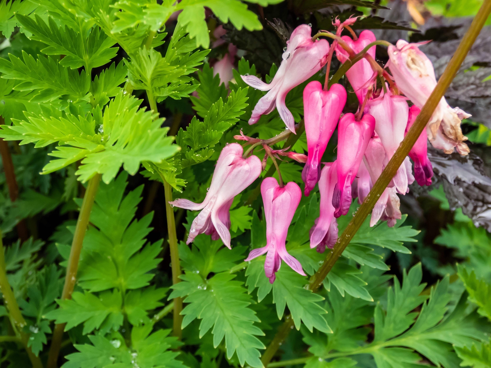 10 FRINGED / FERN LEAF BLEEDING HEART Dicentra Eximia Pink Flower Seeds *CombS/H