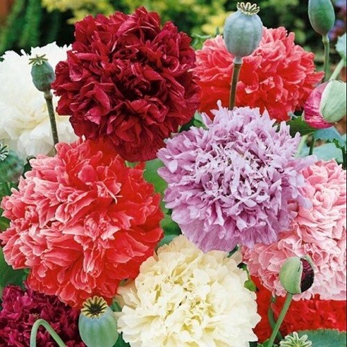 Bulk 2,500 Organic Seeds Mixed Colors Peony Poppy Doubles Seed Mix For Planting
