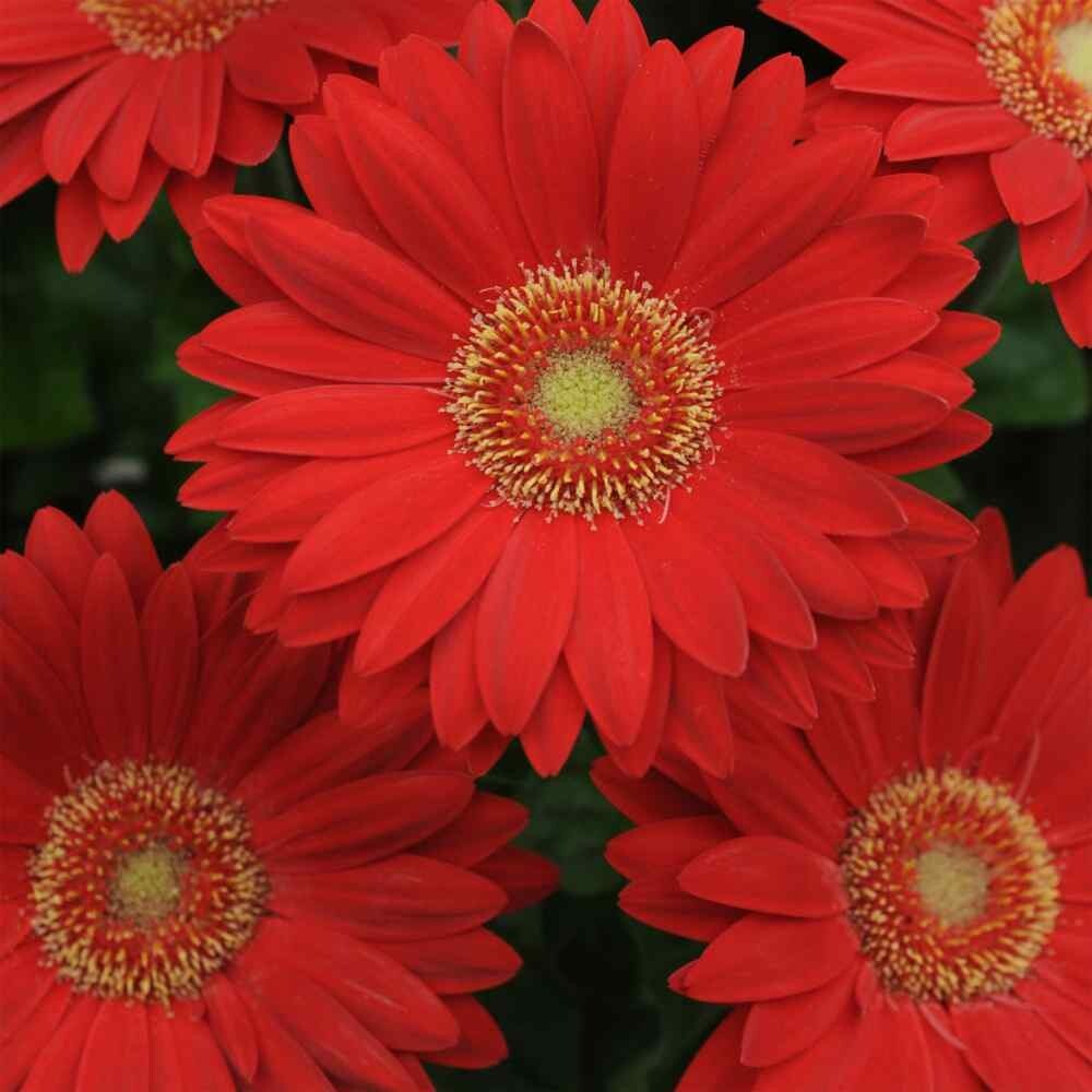200+ Deep Red Gerbera Daisy Seeds for Garden Planting – USA – FAST SHIPPING!