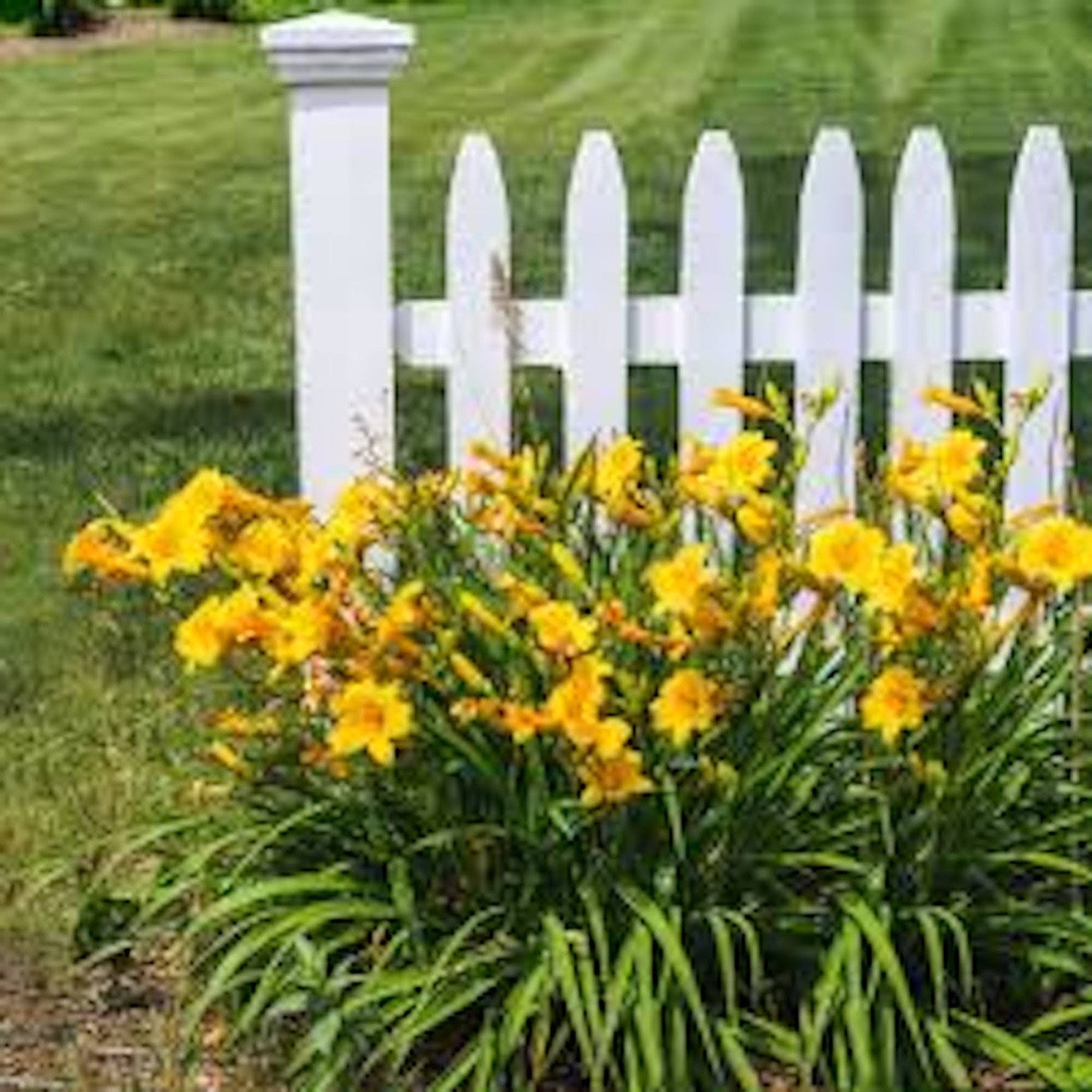 10 Stella de Oro Daylily Hemerocallis Golden Yellow Daylily Bare root